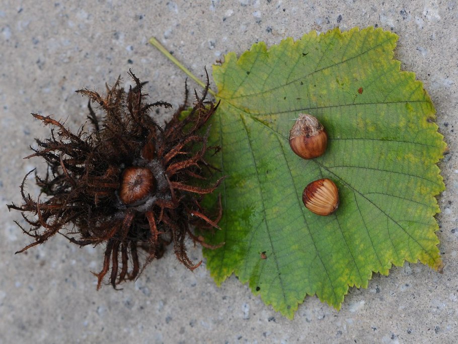 Орешник Меркурий