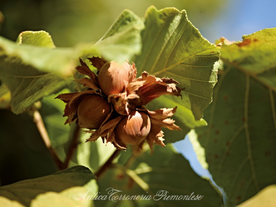 Corylus avellana 'quercifolia' a