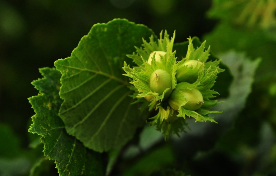 Лещина абориген