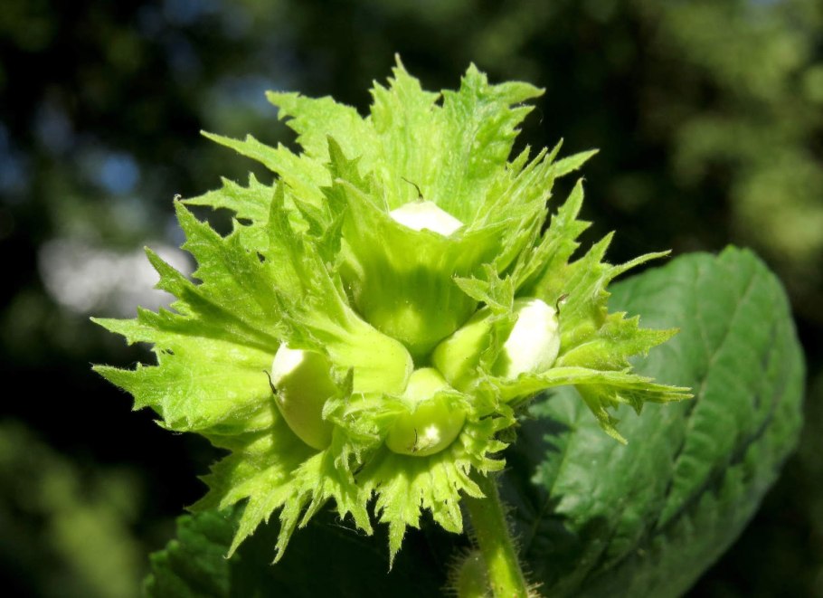 Лещина (Corylus avellana);
