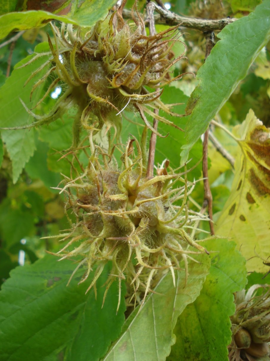 Лещина древовидная Медвежий орех