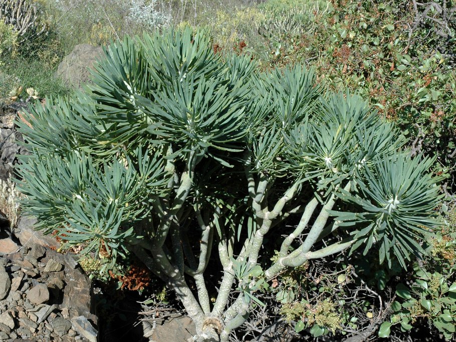 Молочай олеандролистный