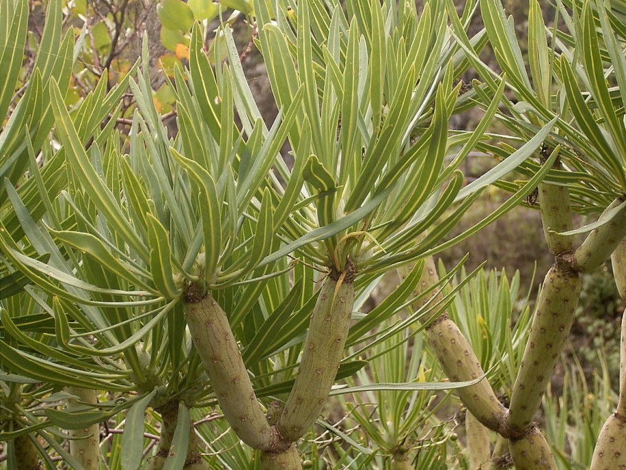 Клейния Израиль