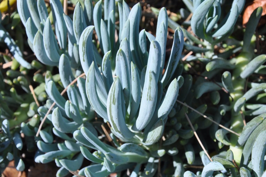 Senecio Kleinia - крестовник Клейна, Kleinia neriifolia, клейния