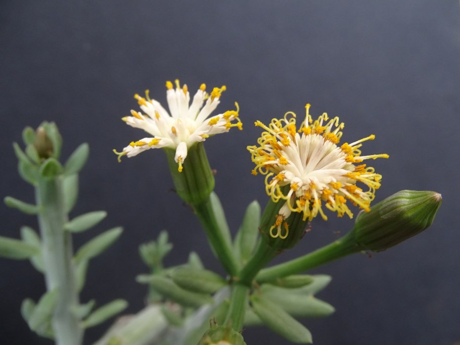 Крестовник mandraliscae