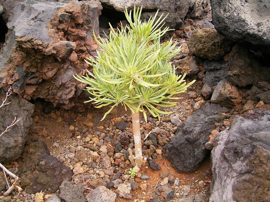 Клейния фото