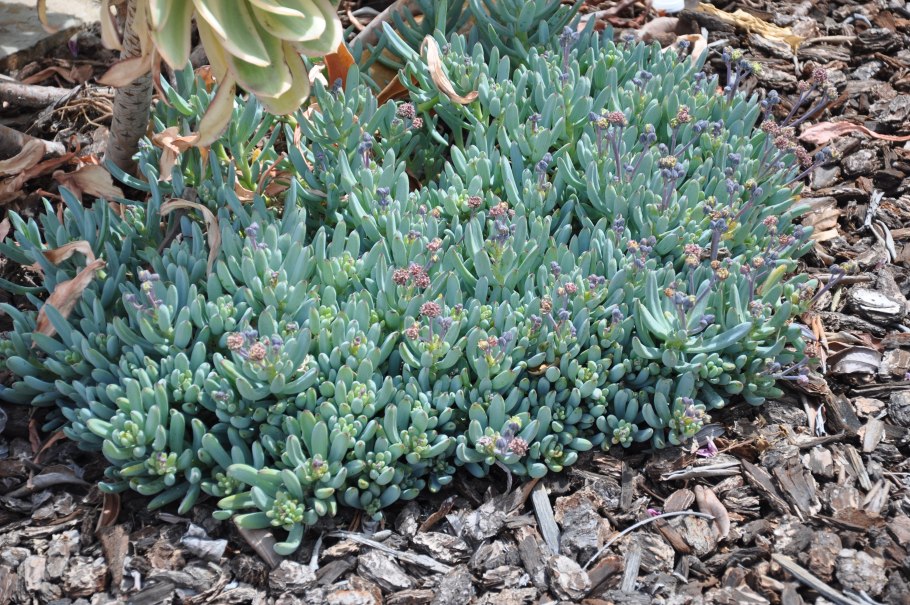 Молочай вариегатный