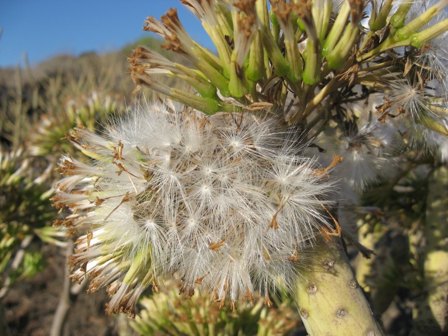 Сенецио артикулятус-200