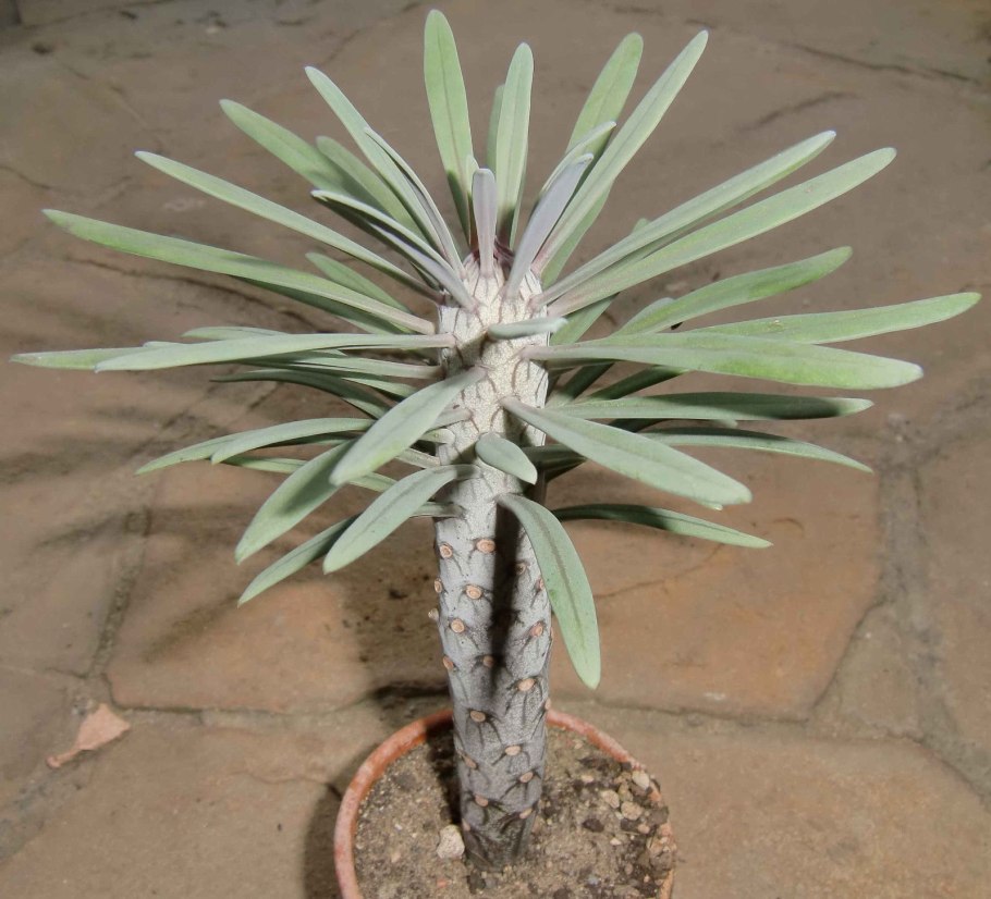 Клейния ползучая