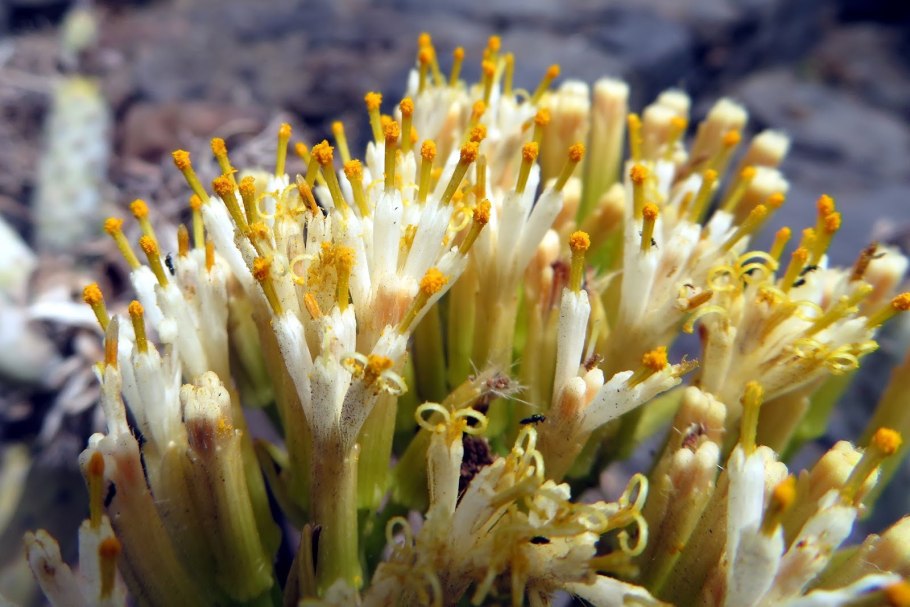 Senecio Kleinia - крестовник Клейна, Kleinia neriifolia, клейния