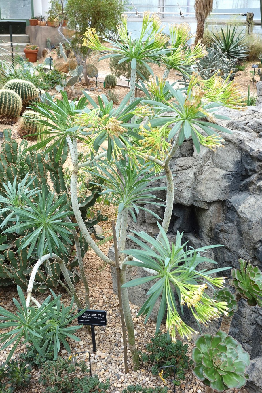 Клейния в Африке