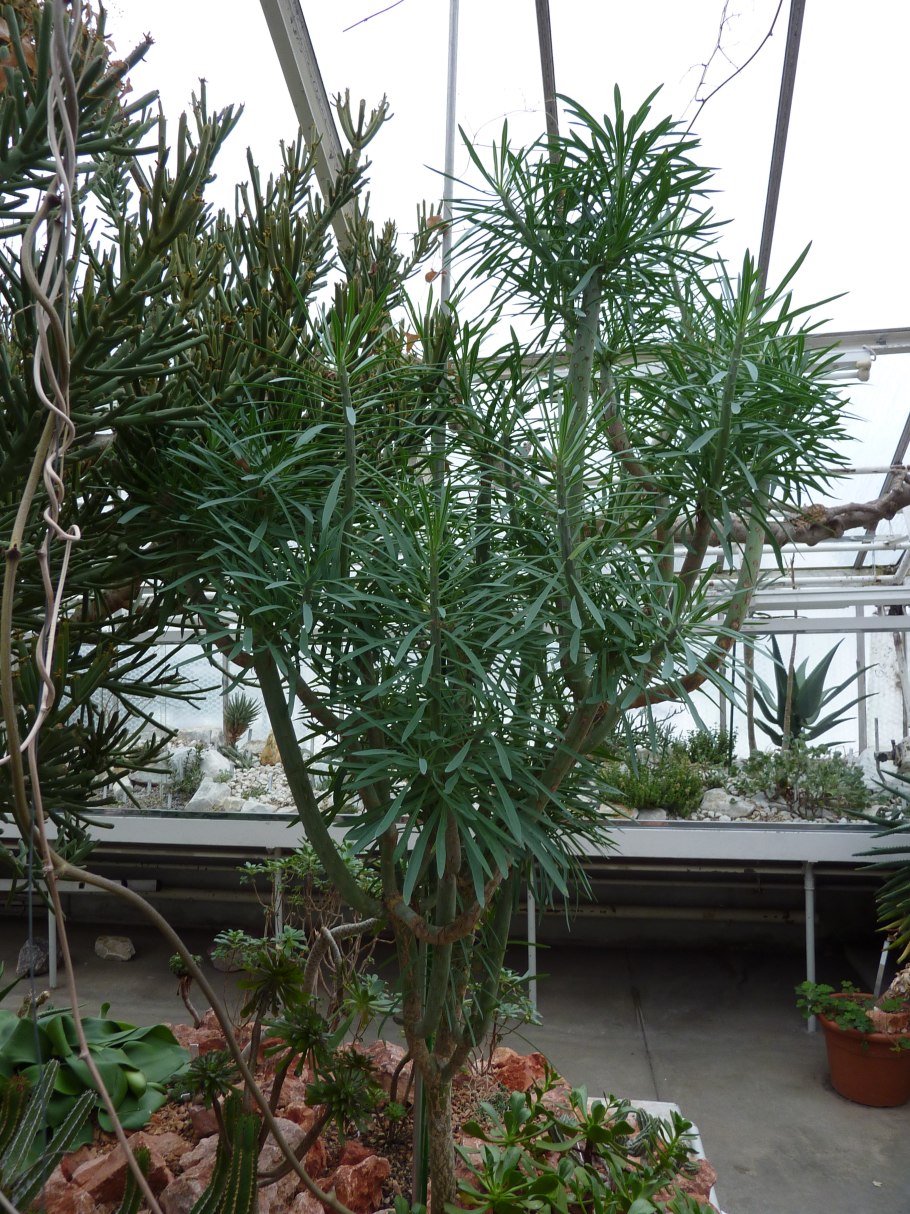 Крестовник клейния