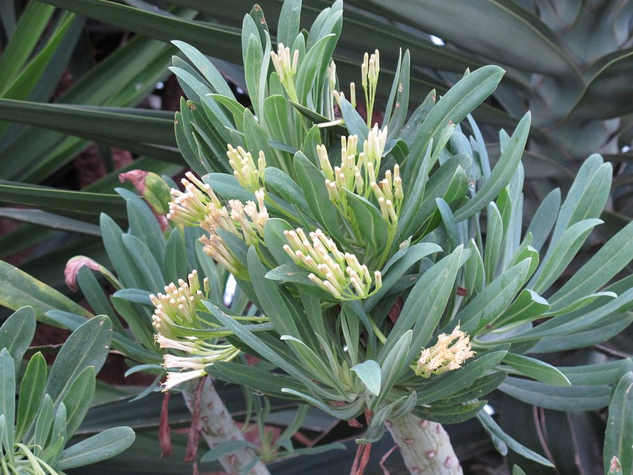 Kleinia neriifolia