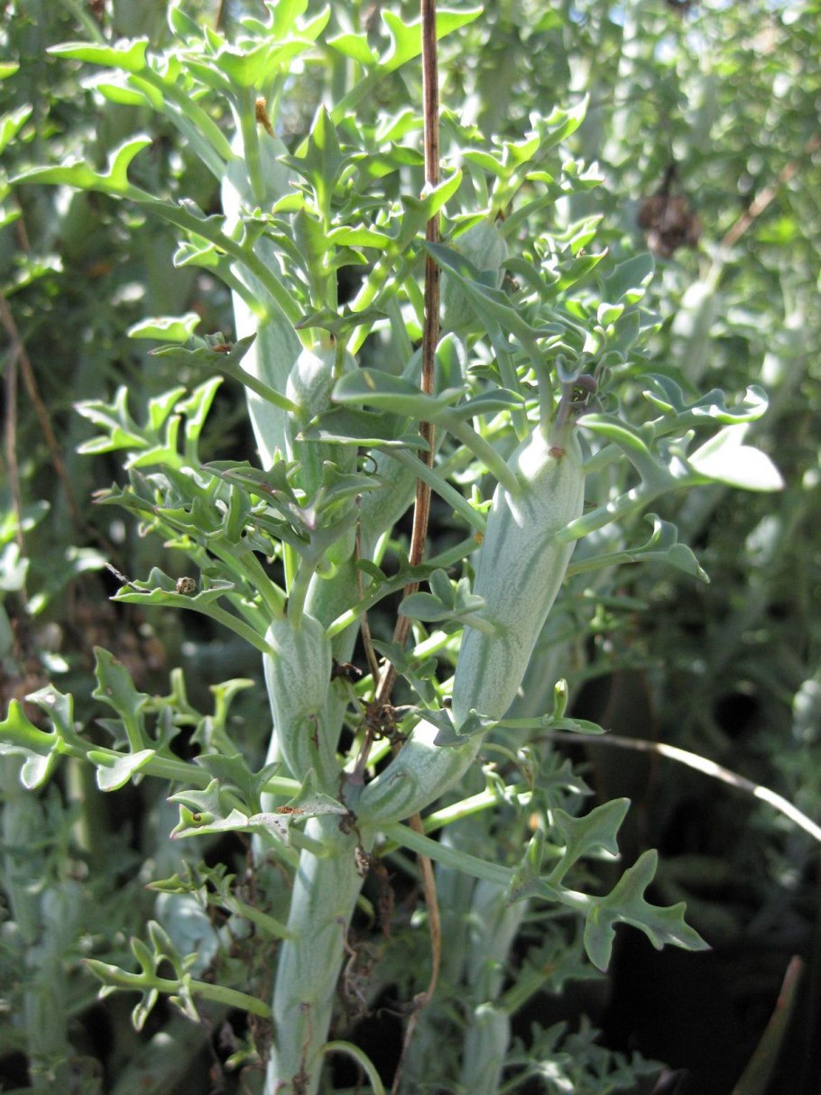 Senecio boikoanus