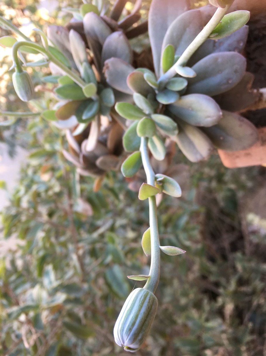 Крестовник клейния