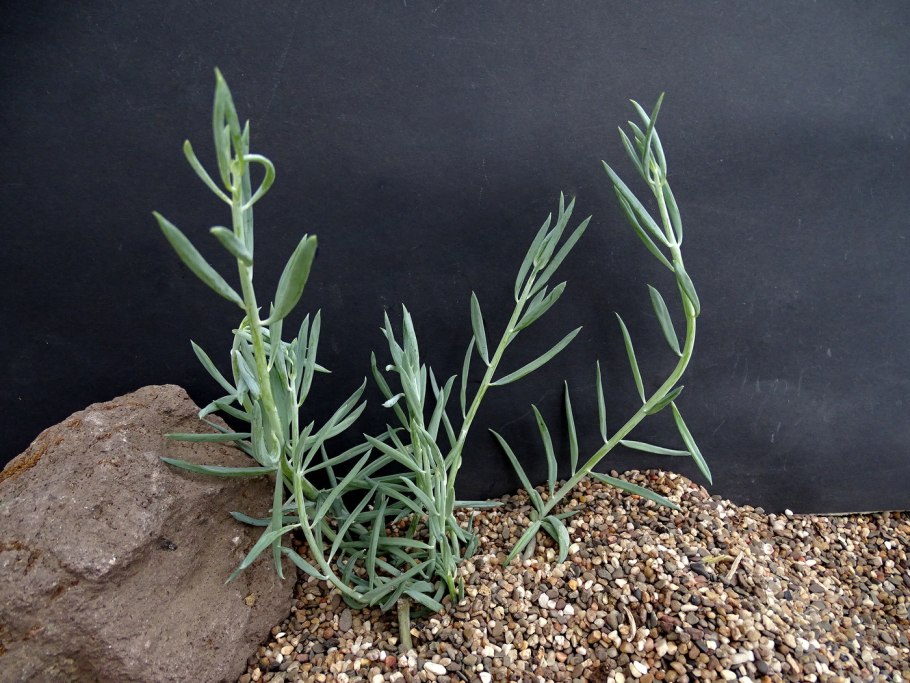 Дендроцерис Нерифолия