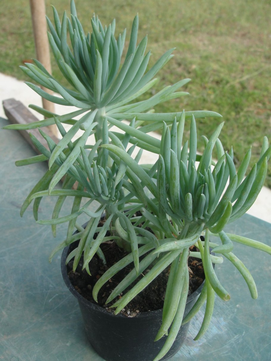 Клейния ползучая рисунок