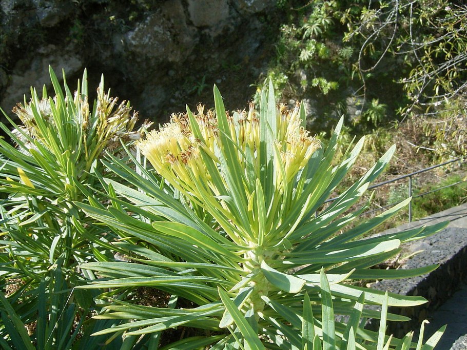 Kleinia galpinii