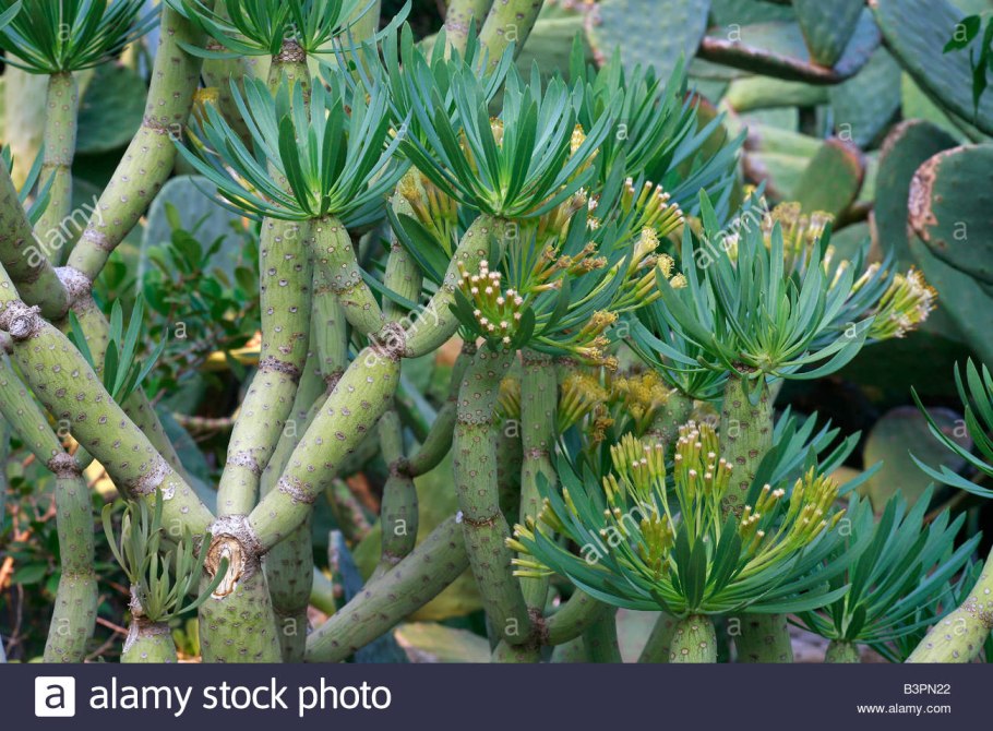 Крестовник клейния