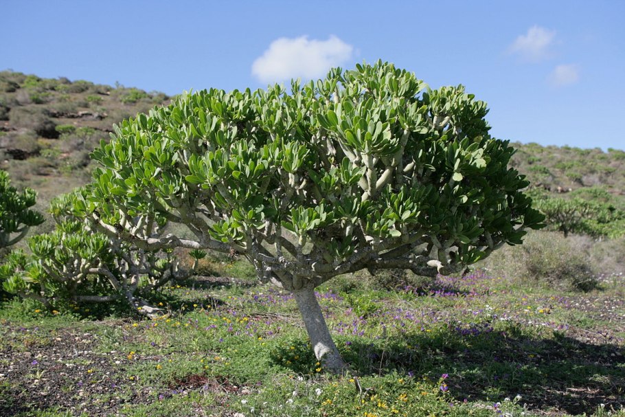 Сенецио mandraliscae