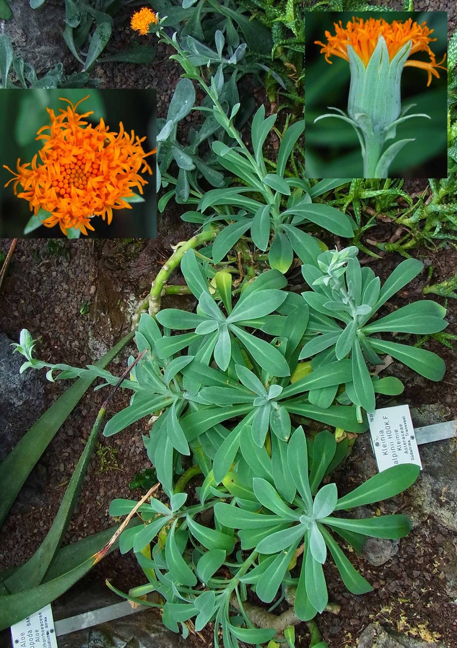 Сенецио Серпенс минор