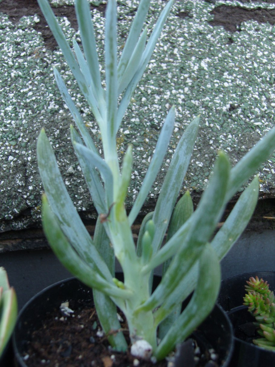Senecio mandraliscae