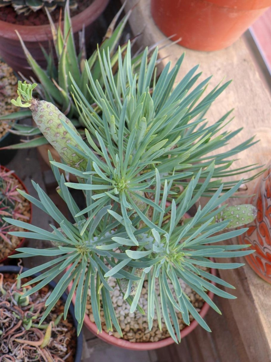 Крестовник клейния