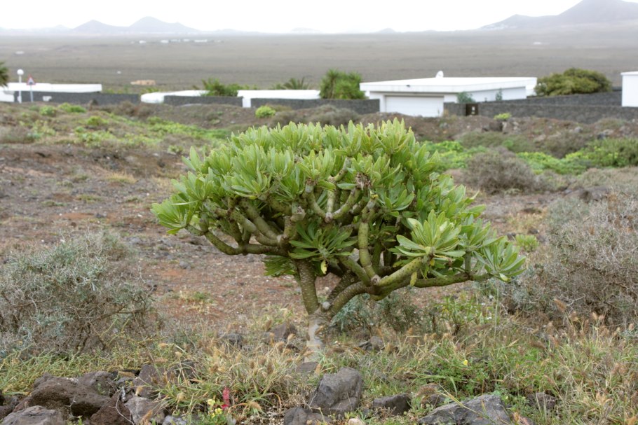 Сенецио клейния