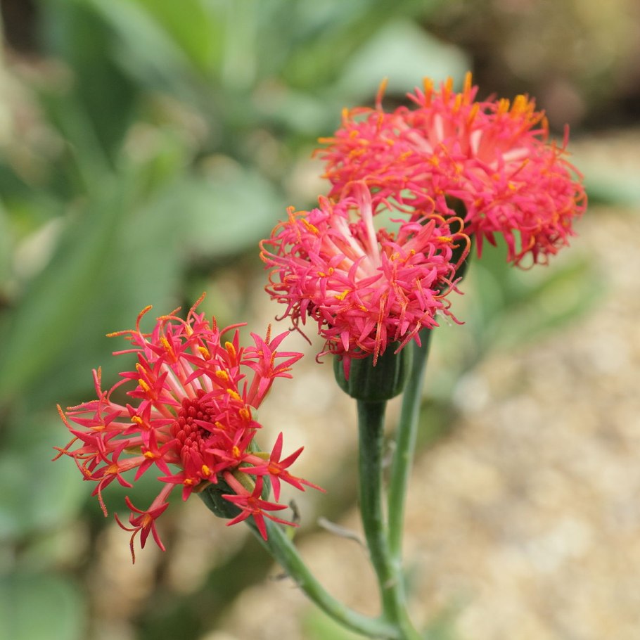 Крестовник mandraliscae