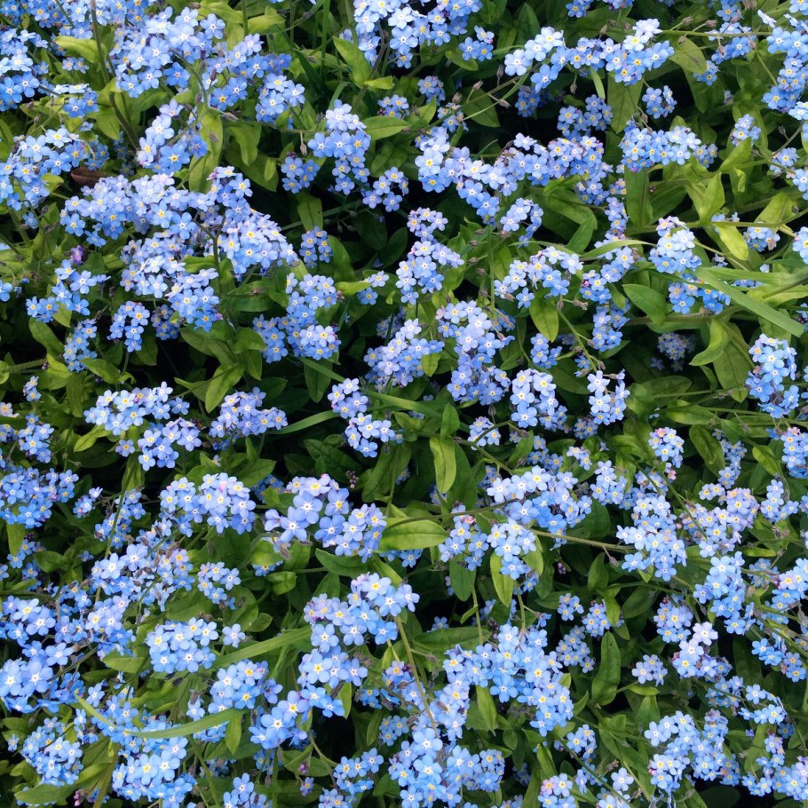 Незабудка Альпийская