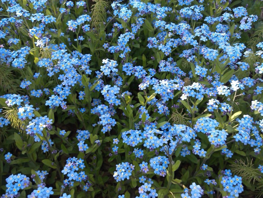 Незабудка Дубравная