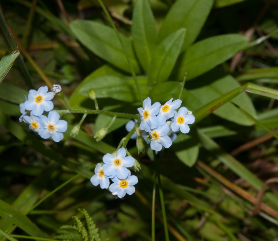 Незабудка дернистая