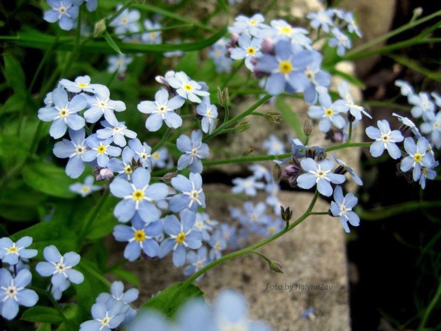 Незабудка Енисейская