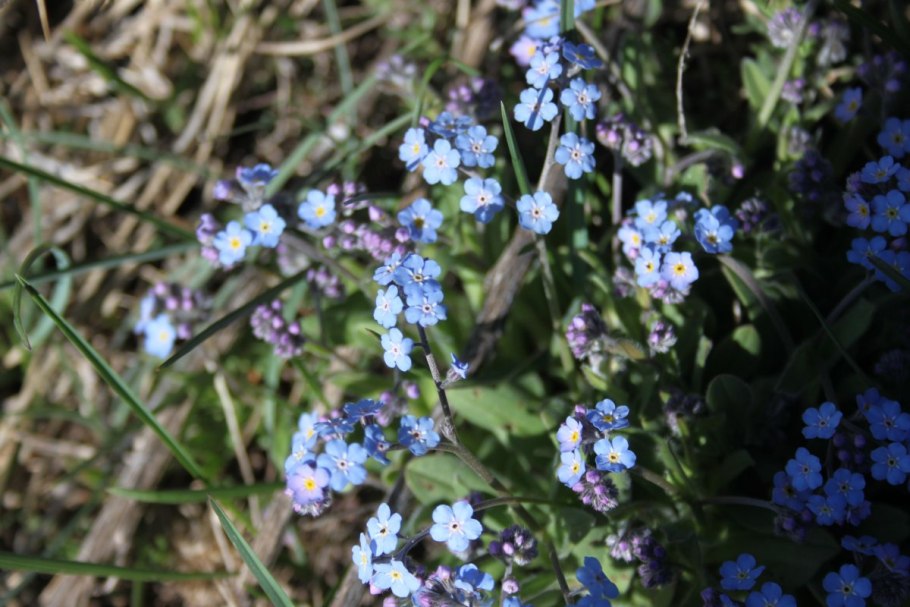 Незабудка Дубравная