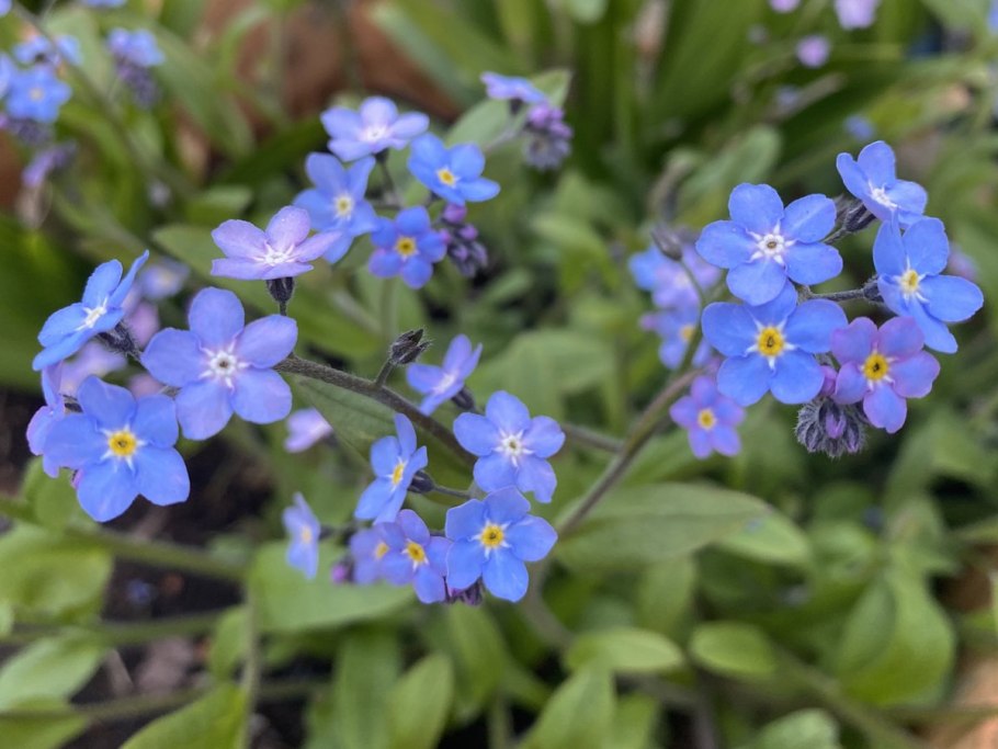 Незабудка чекановского myosotis czekanowskii