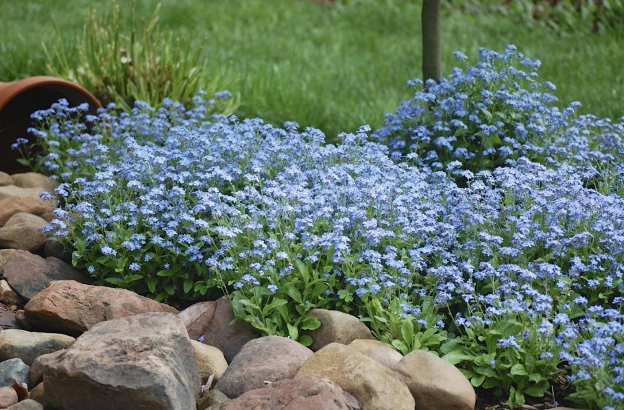 Незабудка Альпийская (Myosotis alpestris)