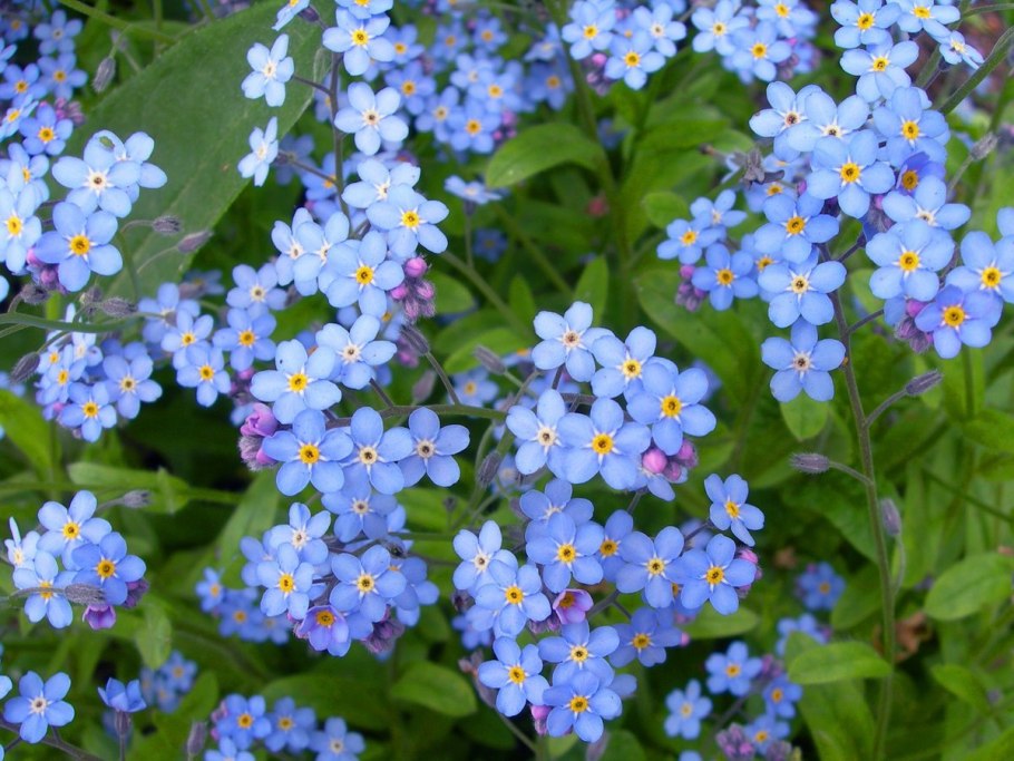 Незабудка альпийская myosotis alpestris