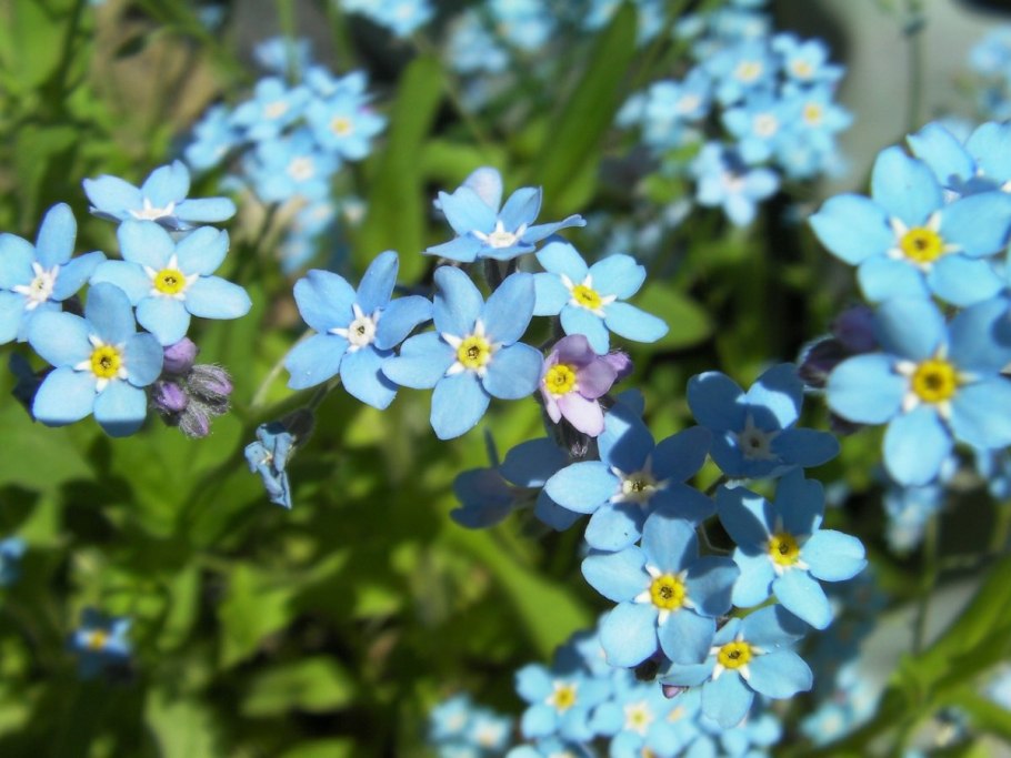Незабудка Чекановского Myosotis czekanowskii