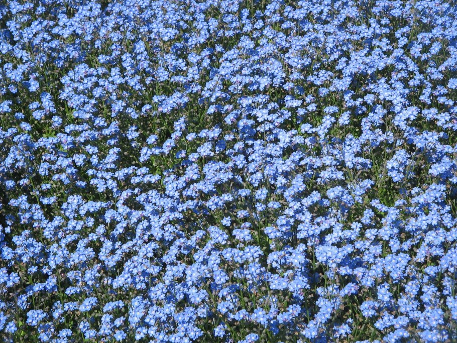 Незабудка болотная