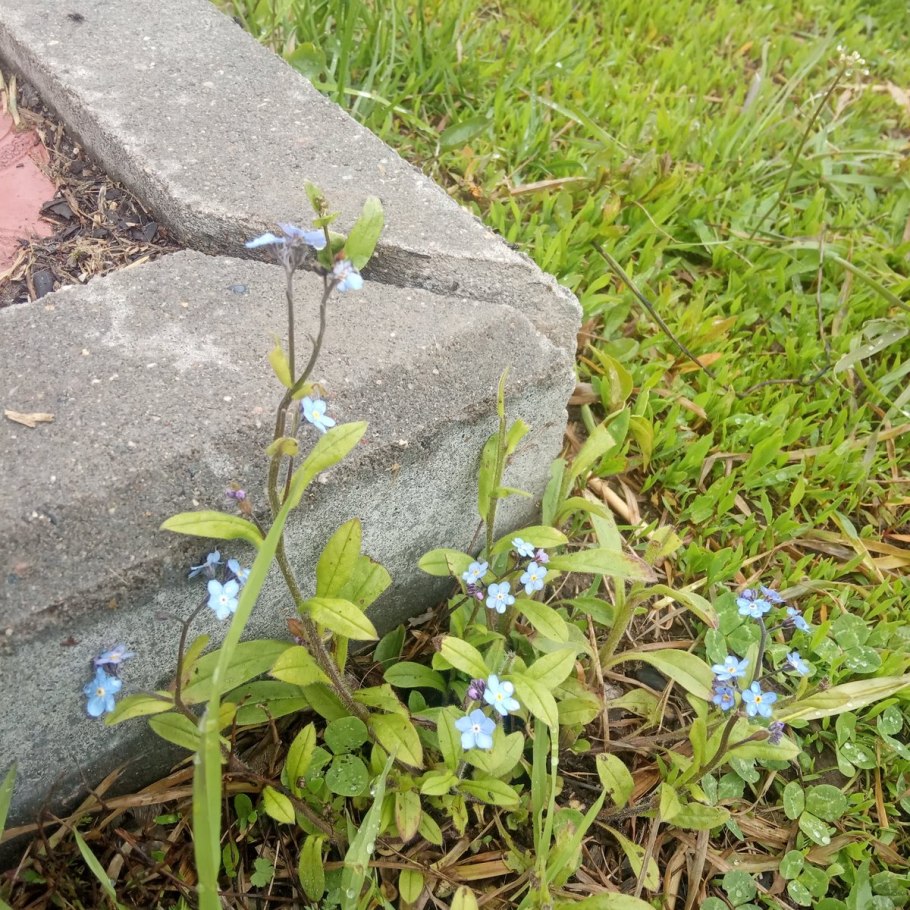 Незабудка Чекановского