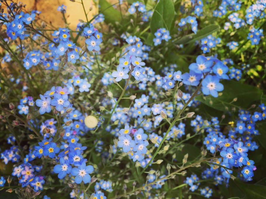 Незабудка Садовая голубая