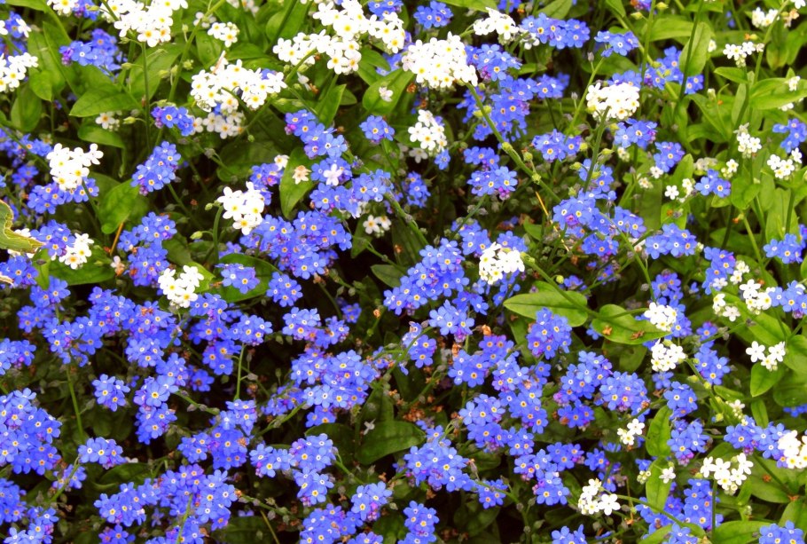 Незабудка и Василек