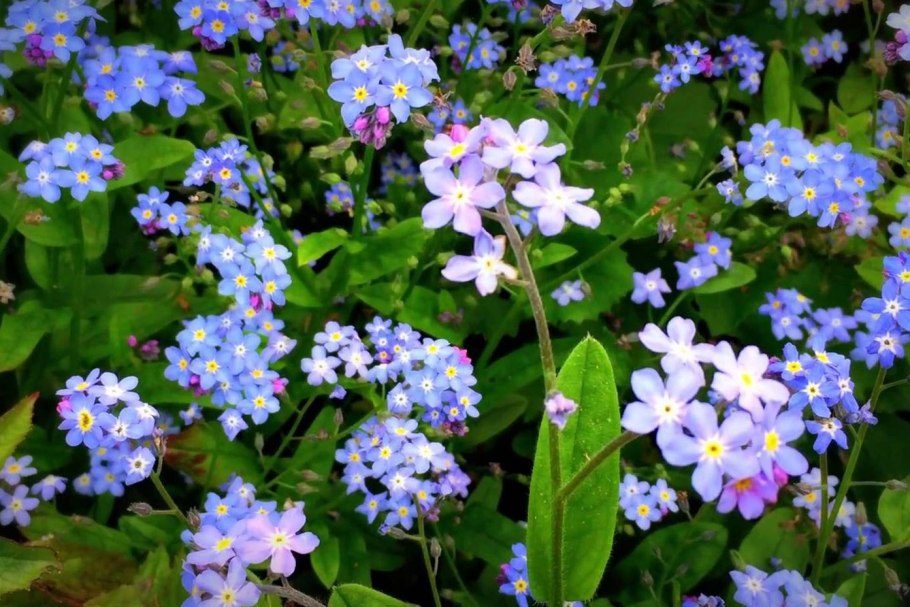 Альпийская Незабудка Блу Болл
