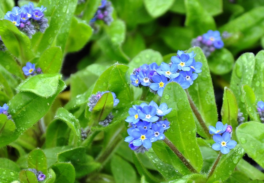 Незабудка лесная myosotis sylvatica