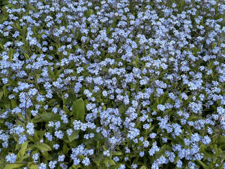 Незабудка Садовая голубая