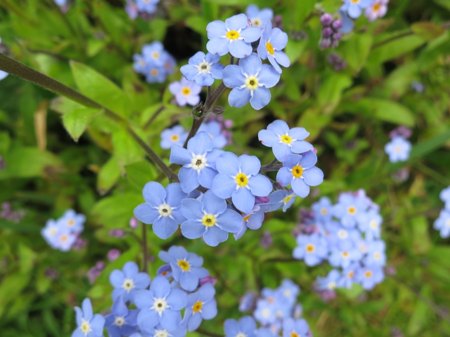 Незабудка стелющаяся многолетняя