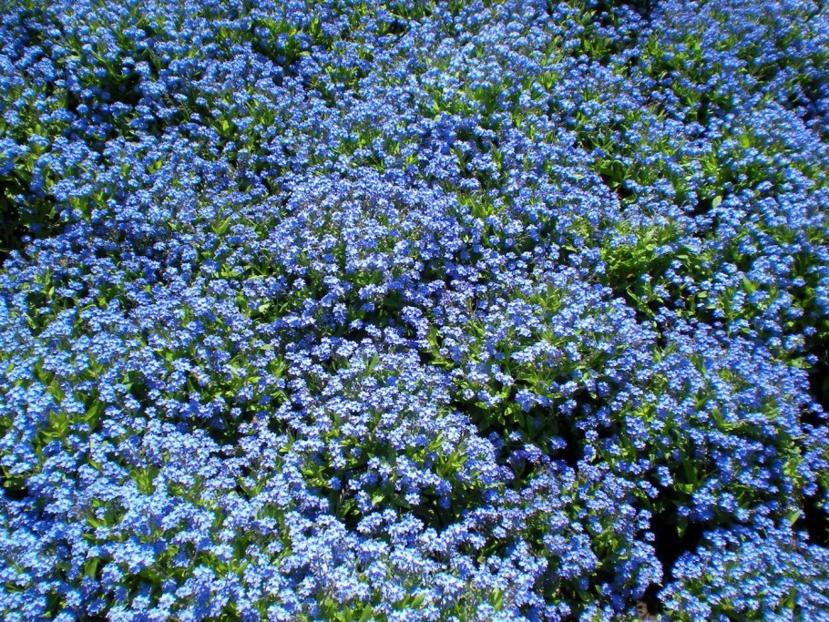 Вероника нитевидная Незабудка