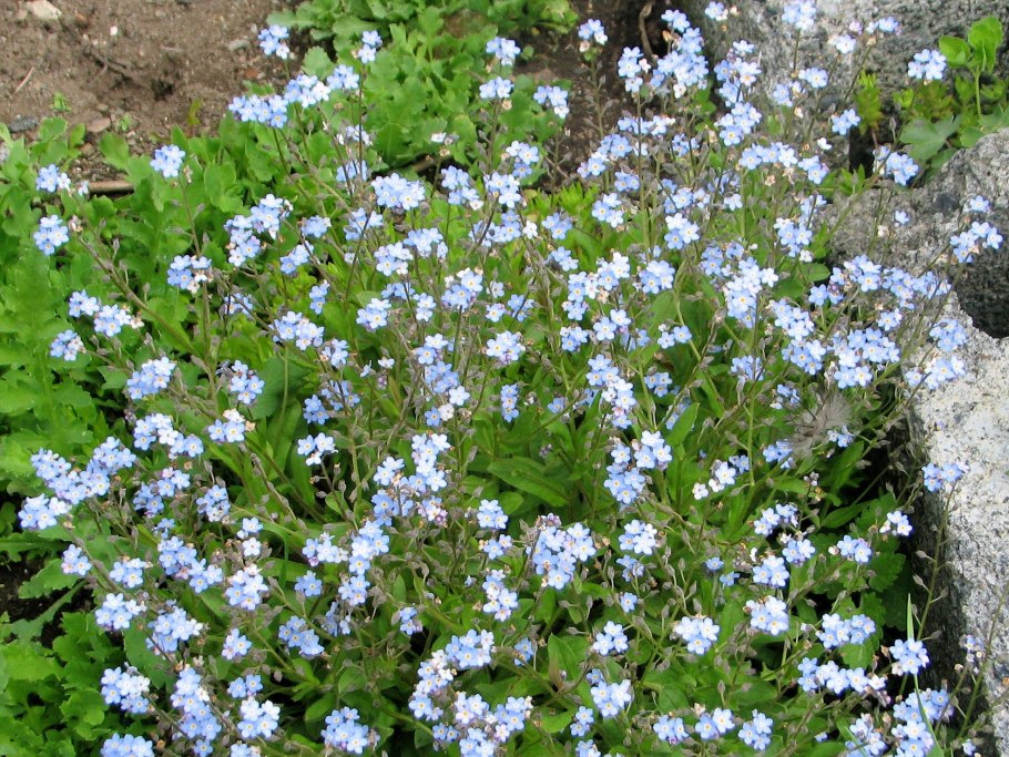 Незабудка Альпийская мечта