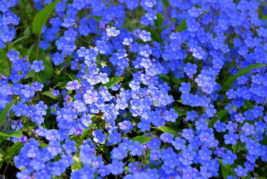 Незабудка полевая myosotis arvensis