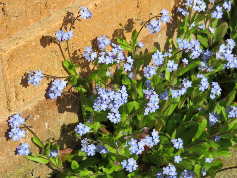 Незабудка мелкоцветная